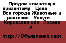 Продам комнатную хризантему › Цена ­ 250 - Все города Животные и растения » Услуги   . Кировская обл.,Лосево д.